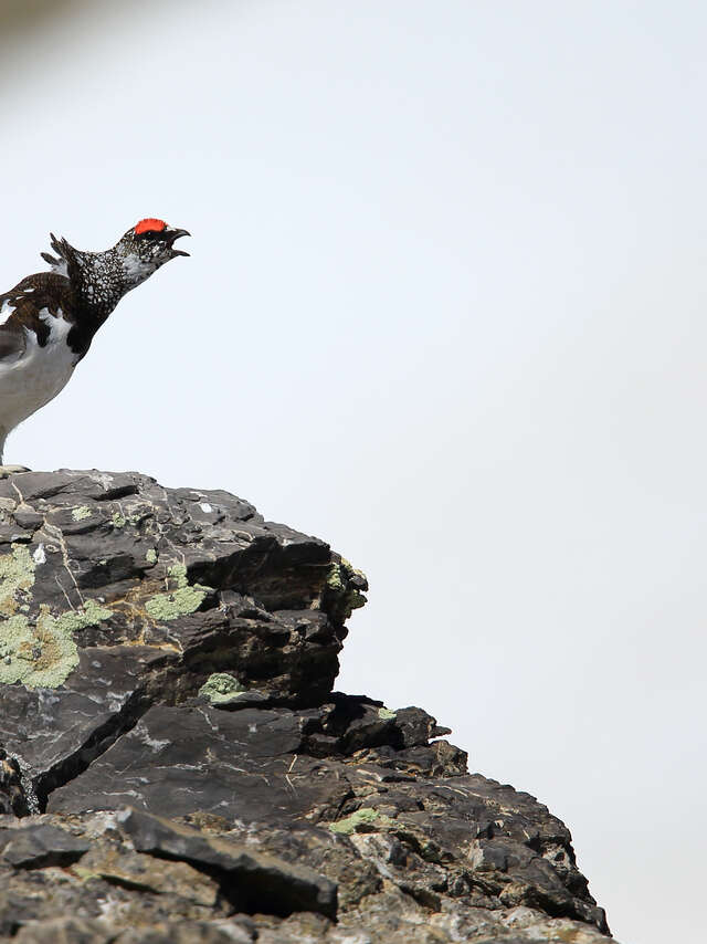 Les galliformes de montagne dans les Alpes-Maritimes