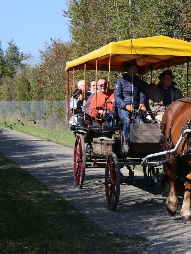 Balades en calèche avec les Attelages de la Dombes