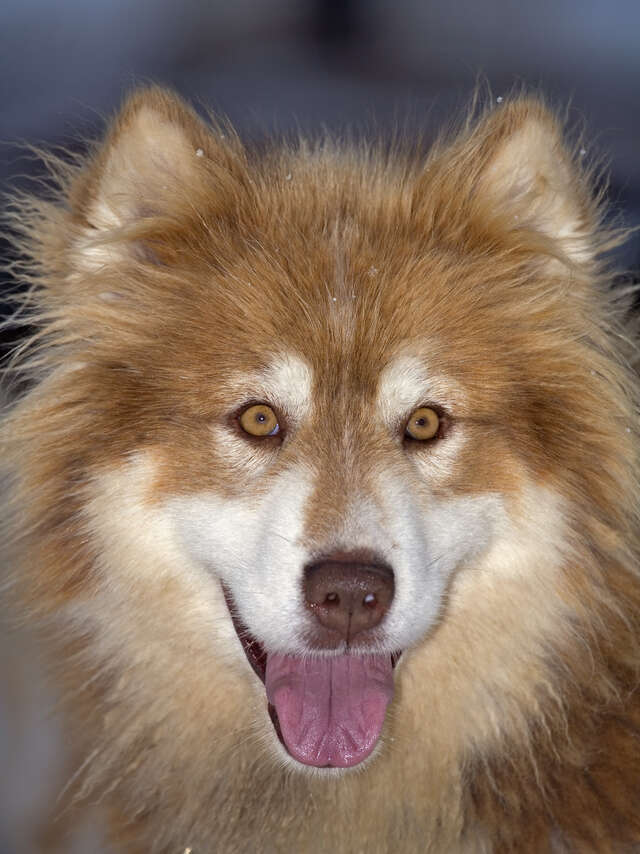 Visite de la Ferme des chiens de traîneaux