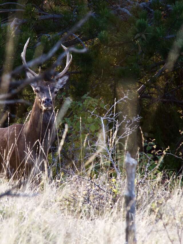 Soirée Brame du Cerf avec Les Chemins de Pierre