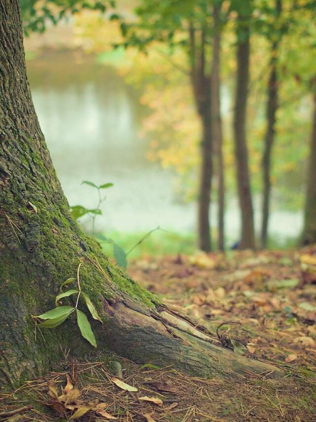 Les mille et un mystères de la forêt dombiste