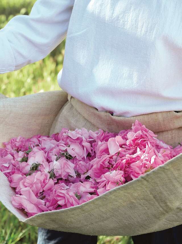 Fragonard : Visite champ de fleurs et mini atelier de parfum