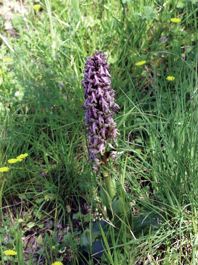 Balade découverte des plantes sauvages à la Penne sur Huveaune