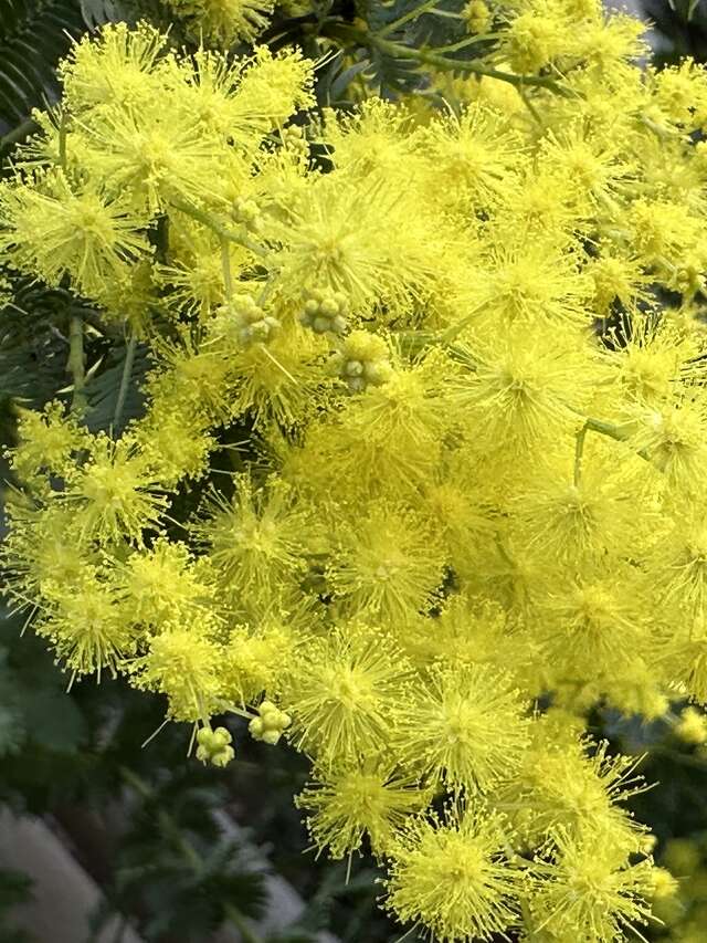 Visite thématique "L'Odyssée des Mimosas"