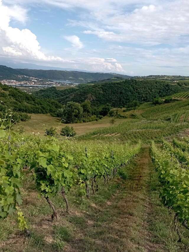 Apéro sunset dans les vignes (Domaine Duclot)