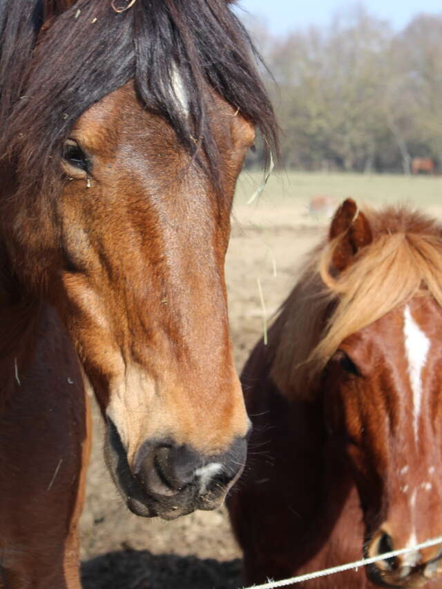 Les Cavaliers d'Epona