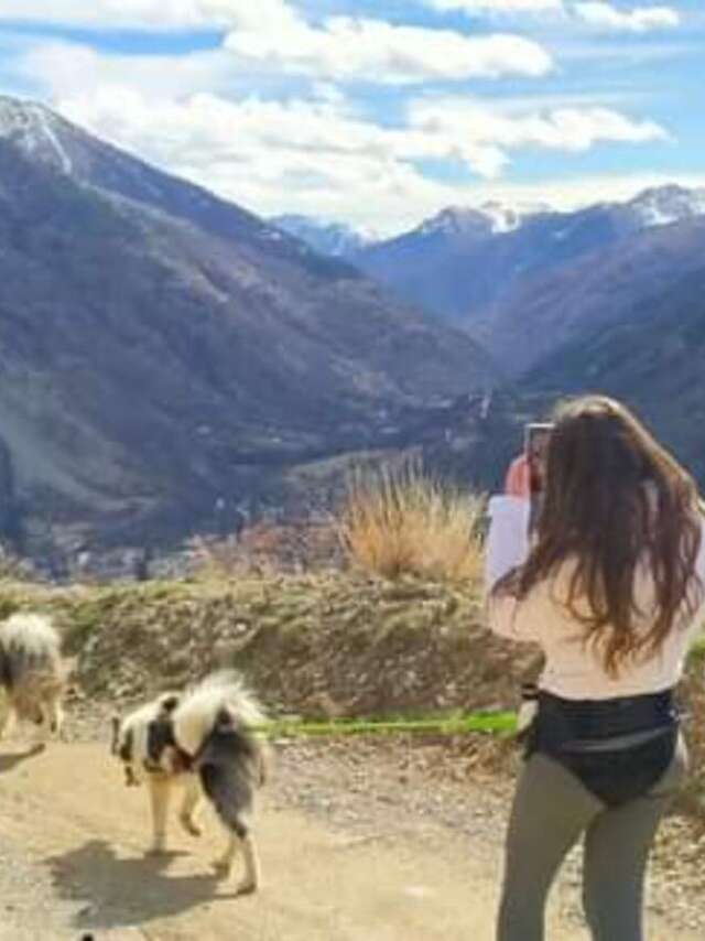 Cani marche / Traineau à roulettes