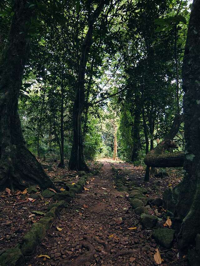 Marae De Opunohu Et Sentier Des Ancêtres