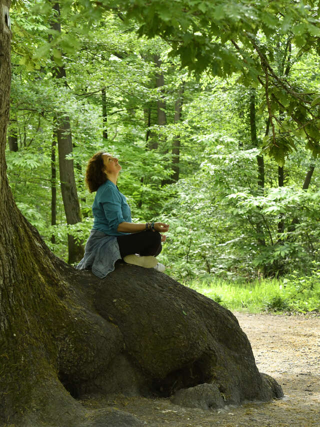 Les arbres remarquables en forêt de Saint-Germain