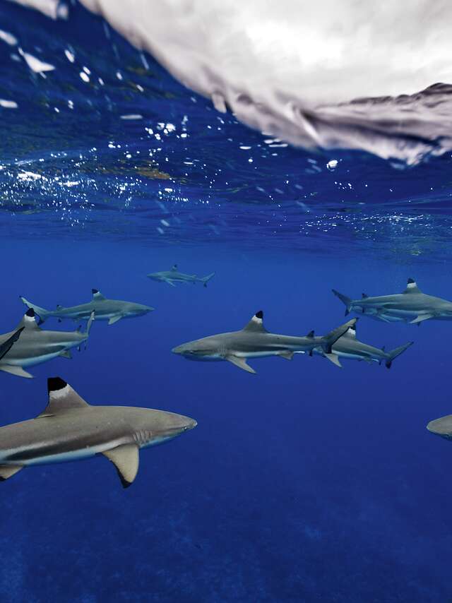 Ninamu Oceanic Tour