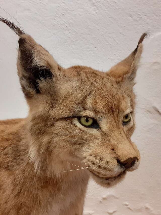 Museum Requien - Musée d'Histoire Naturelle