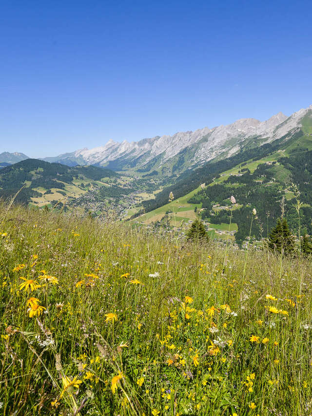 Randonnée 1/2 journée Plantes comestibles et médicinales