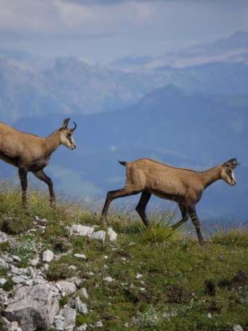 Wanderung 1/2 Tag Sonnenaufgang mit den Gämsen
