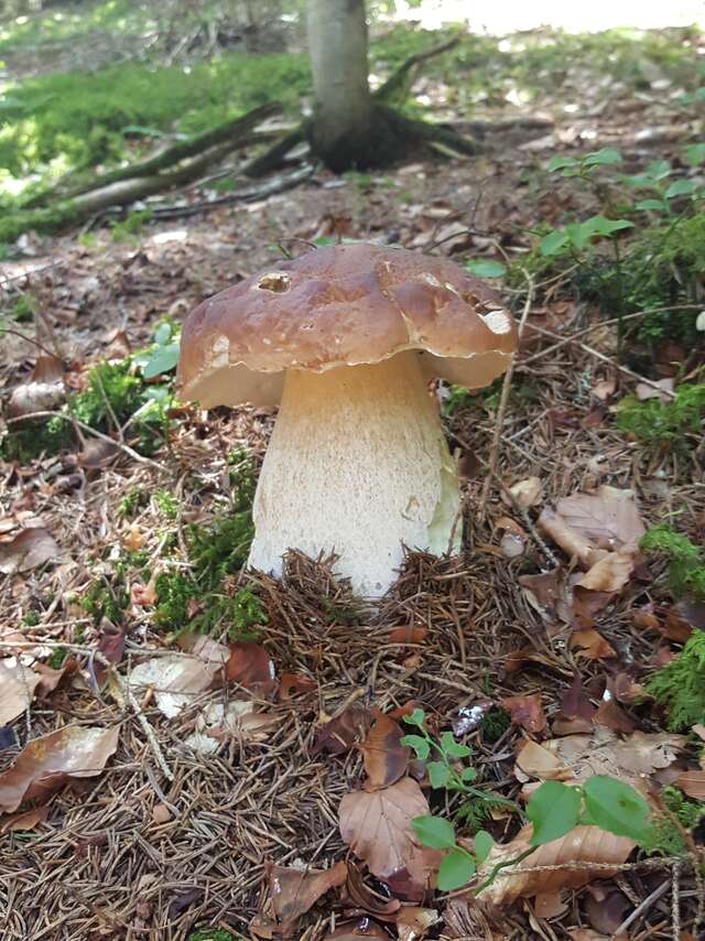 Semaine gourmande : balade-découverte en sous-bois