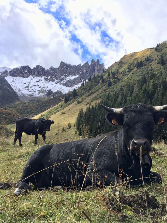 Pastoralisme et réserve naturelle