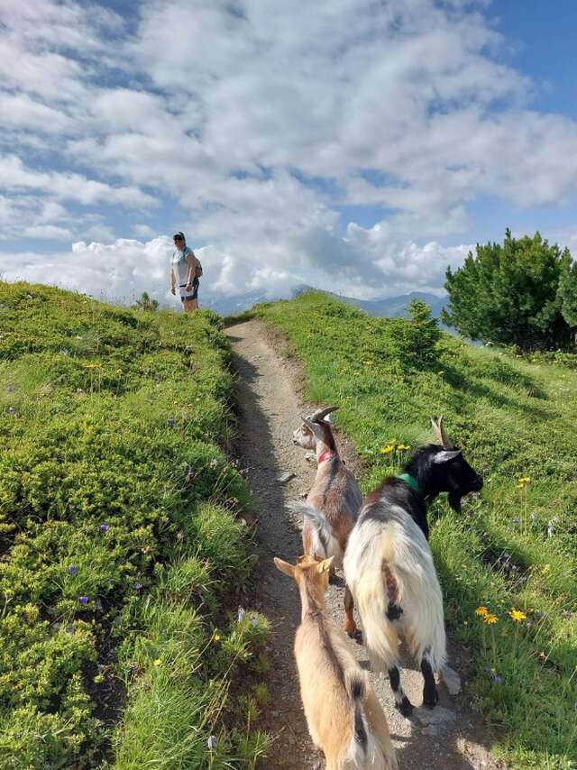 Balade avec les chèvres aux gouilles d'Essertze