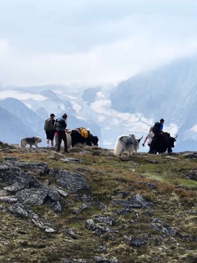 Balade avec les Yaks aux gouilles d'Essertze