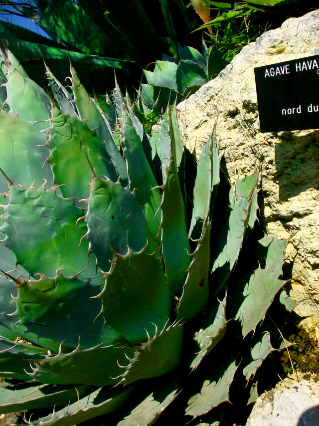 Jardin Botanique de Nice