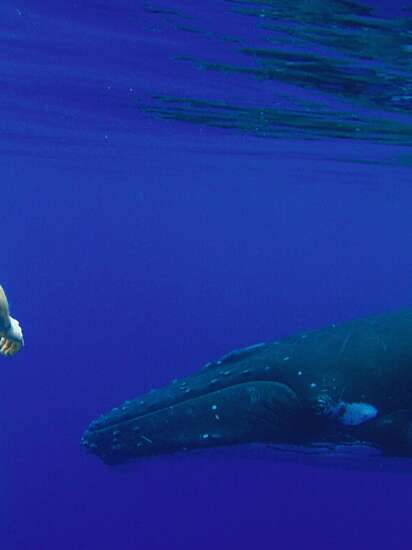 Moorea Ocean Adventures - Sortie baleines