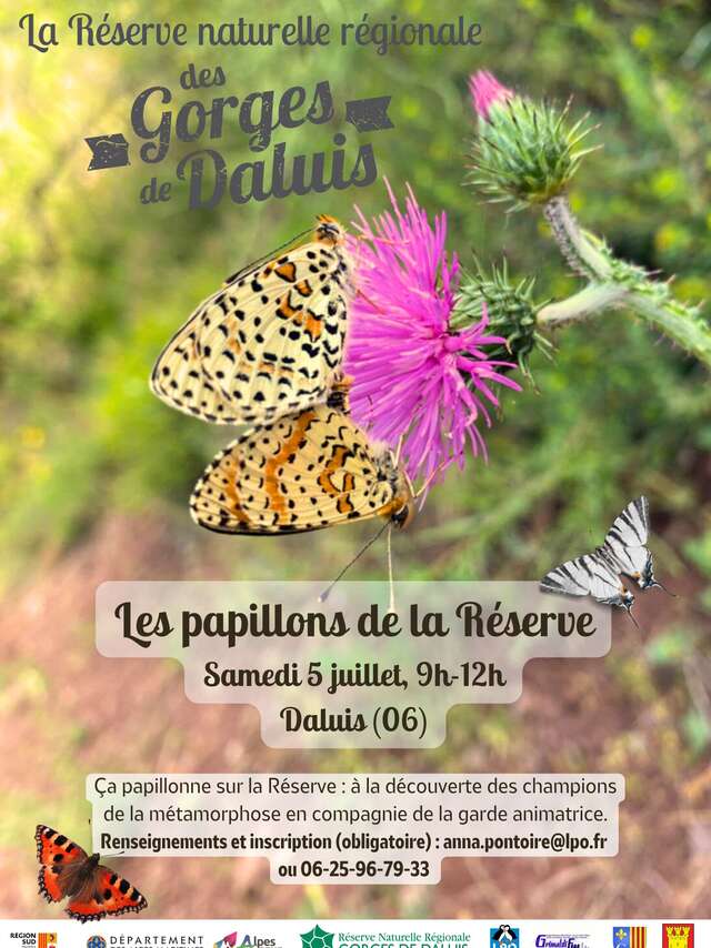 Les papillons de la Réserve