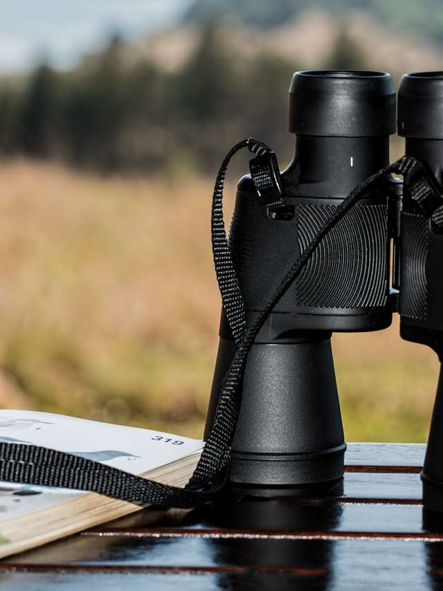 Observation et photographie de la faune des montagnes