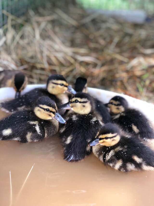 A moment with our carers - Domaine de la Dombes
