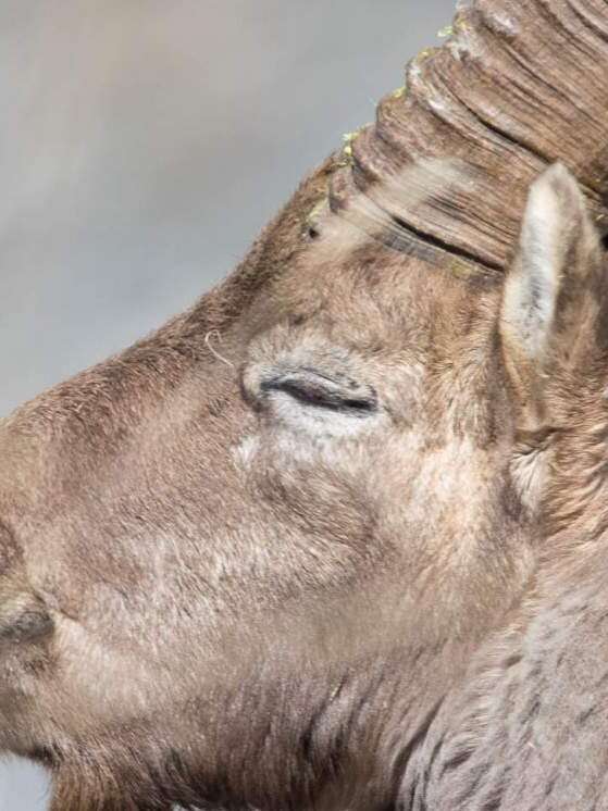 Randonnée automne Brame du Cerf - Compagnie des Guides de Chamonix