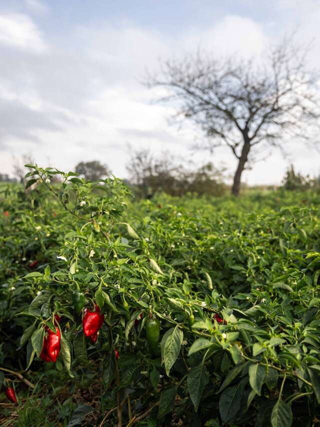 Piment de Bresse, de la culture à l'assiette