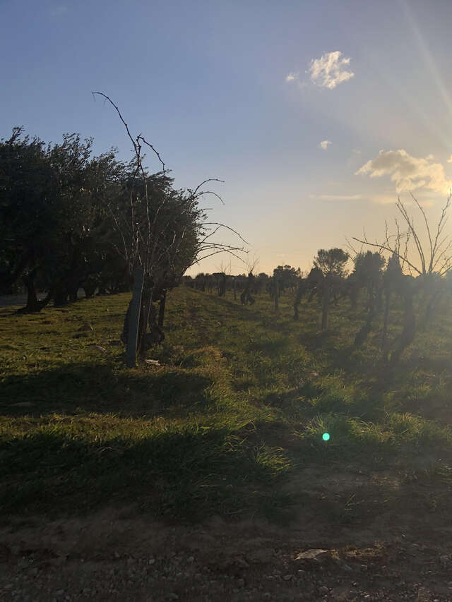 Vignobles des Templiers - Château d'Aiguilhon