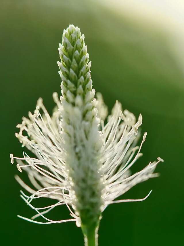 Introduction aux plantes médicinales avec CAIRN