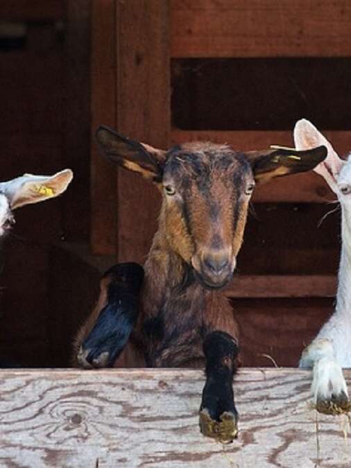 Randonnée 1/2 journée gourmande : goûter à la chèvrerie pendant la traite