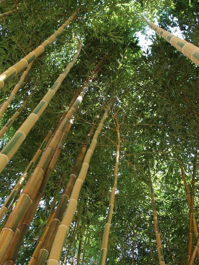Bamboos in Provence