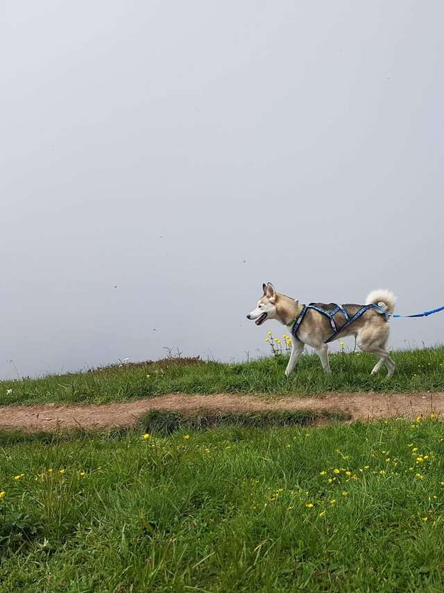 Sortie découverte : Cani-rando