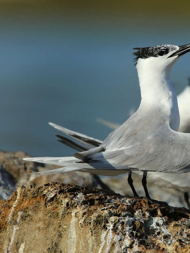 Conférence sur les oiseaux marins du Parc National de Port Cros