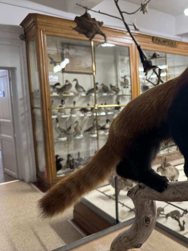 Nouveau Spécimen : Le Panda roux au Muséum d’histoire naturelle Victor Brun