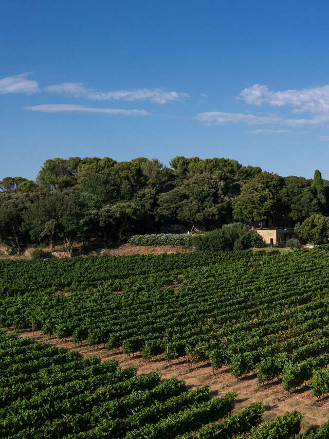 Domaine - Château Bonisson