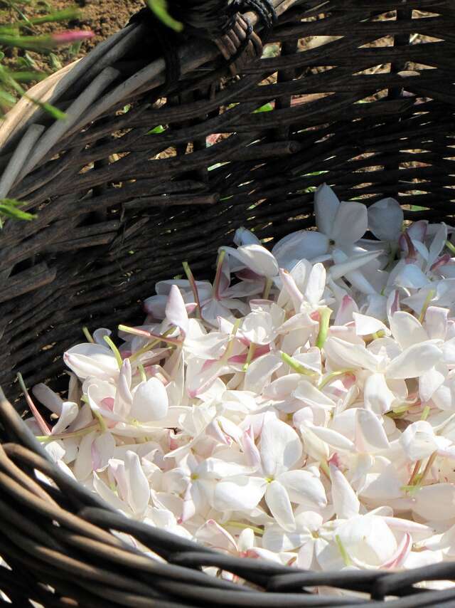 De la Fleur au Parfum chez Fragonard "Le Jasmin"