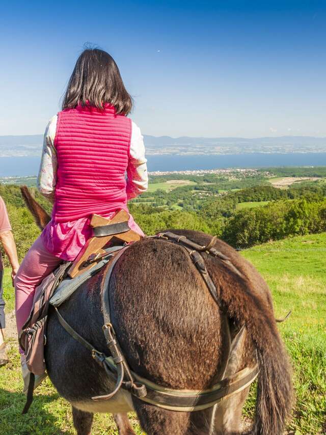 Randonnée avec des ânes