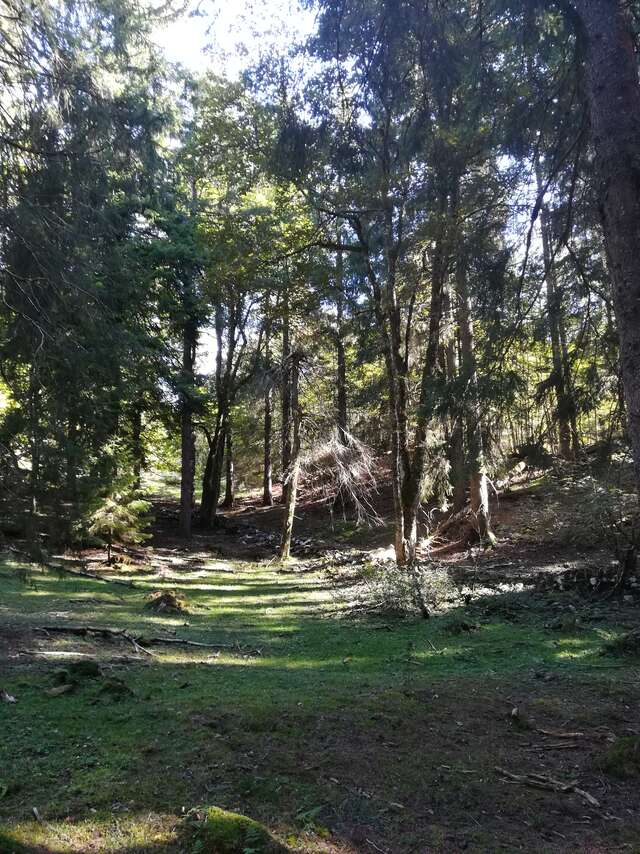 Activity "Forest Bath" with les Demoiselles du Plateau