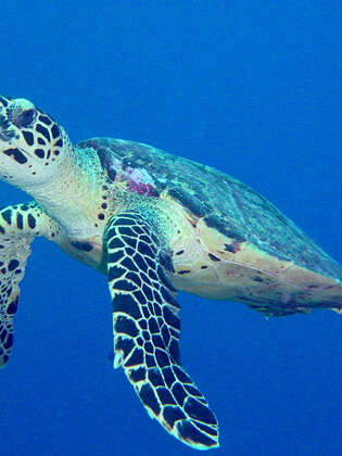 Moorea Deep Blue