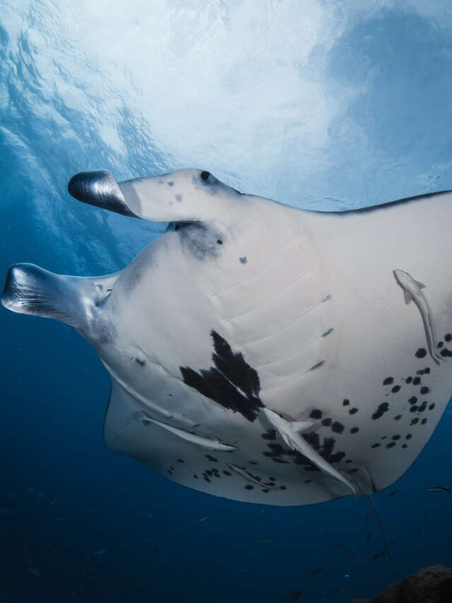 Bora Diving Center (by Eleuthera)