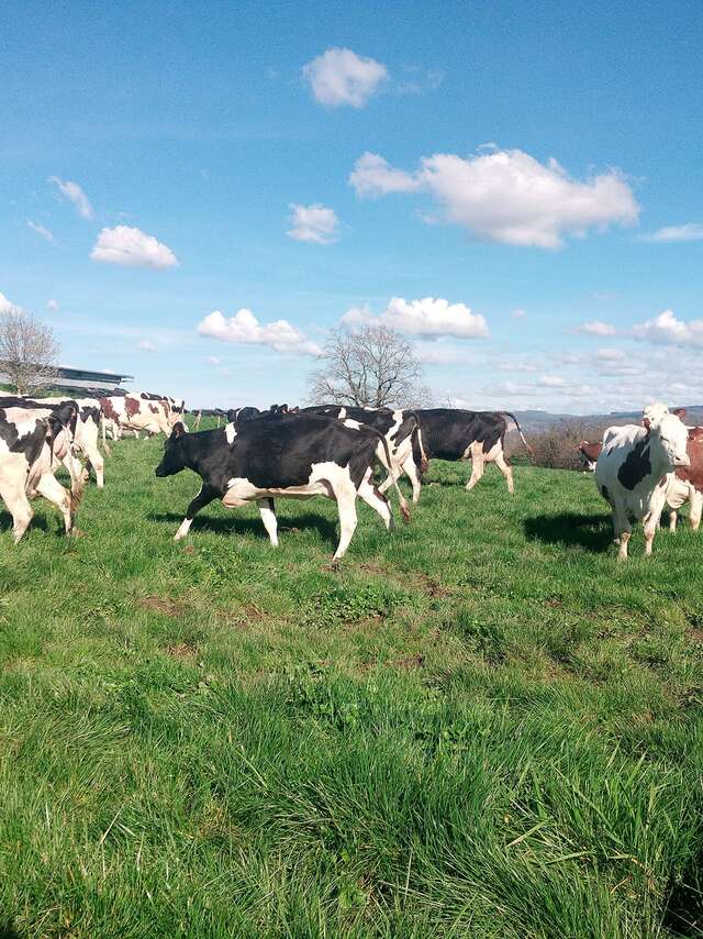 Lait de Bresse, de la vache au beurre, visite-atelier