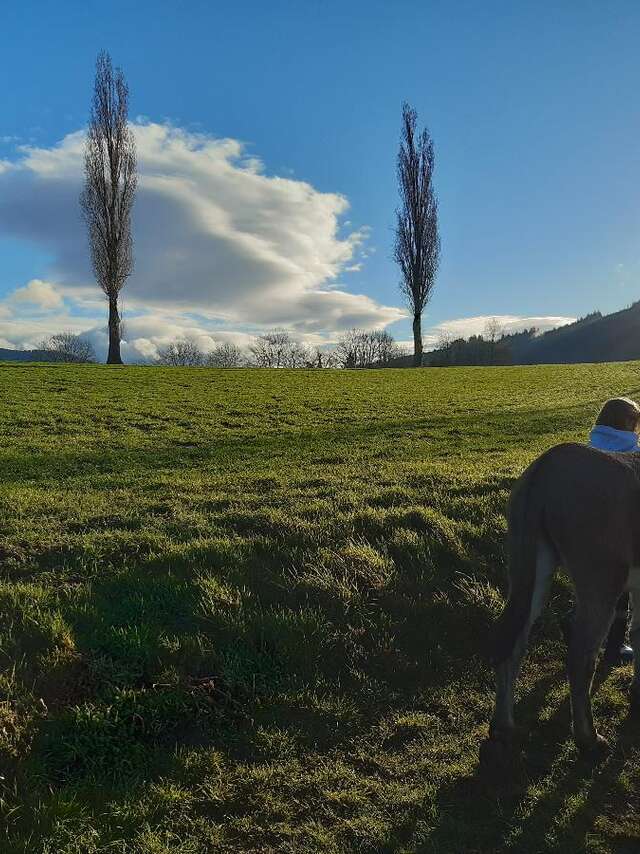 Promenade avec les ânes Marius et Jasmal