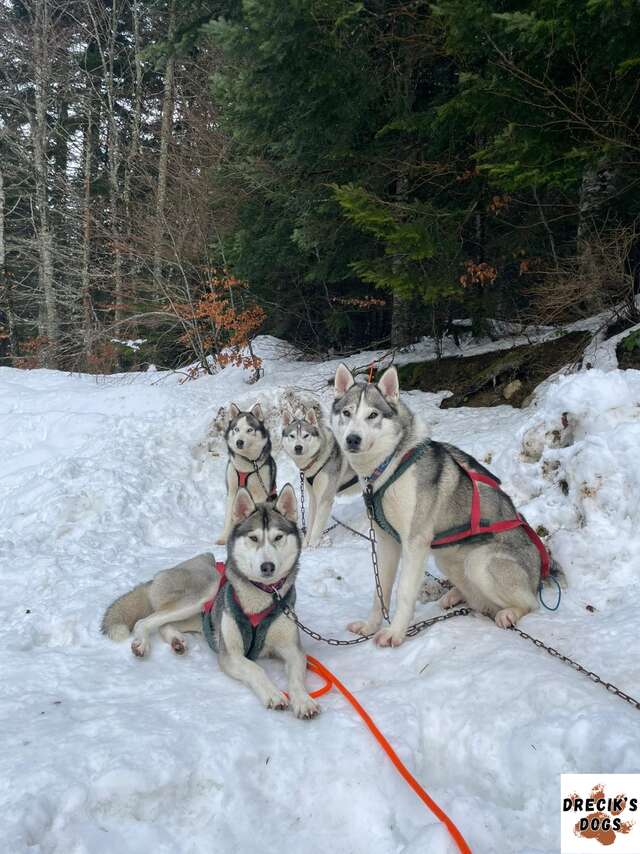 Cani rando été - Drecik's Dogs