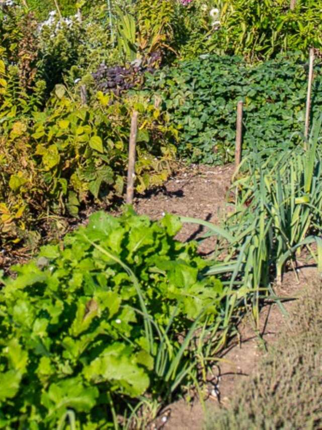 Festival „Ventoux Saveurs“ – Workshop: Wasser sparen im Gemüsegarten