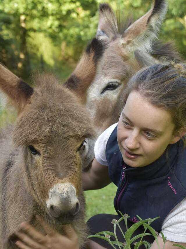 Vivez une rencontre au rythme des ânes