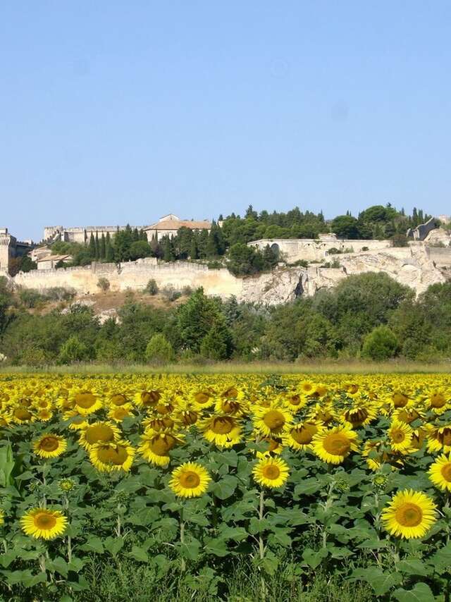 The right bank of the Rhône-bicycle tour-50