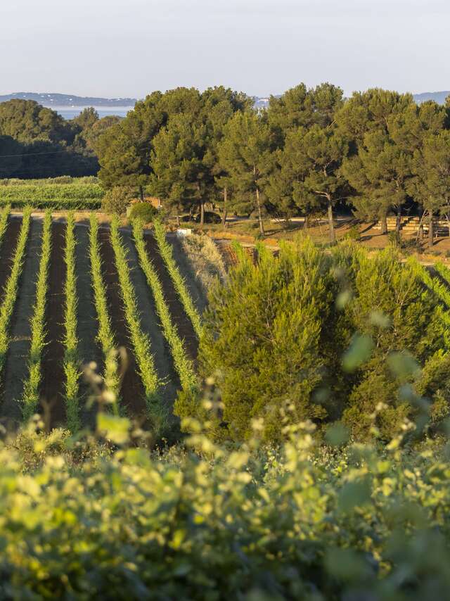 Balade en VTTAE dans les vignes à Figuière