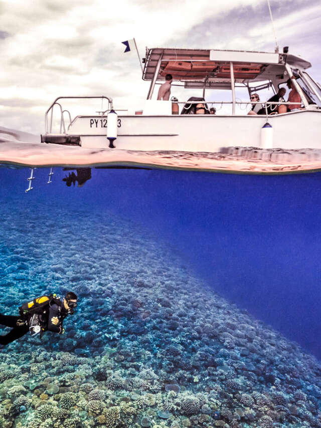 Activiseas Tahiti - Sortie baleines