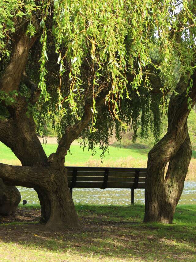 Actividades en la naturaleza: ¿qué árbol es este?